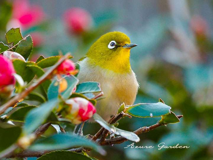 サザンカからひょっこり顔を出すメジロ（White-eye）