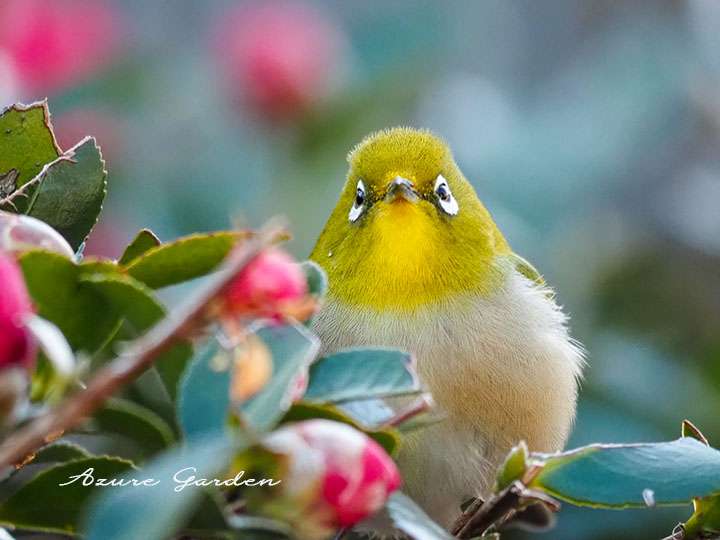 サザンカから「こんにちは」と顔を出すメジロ（White-eye）