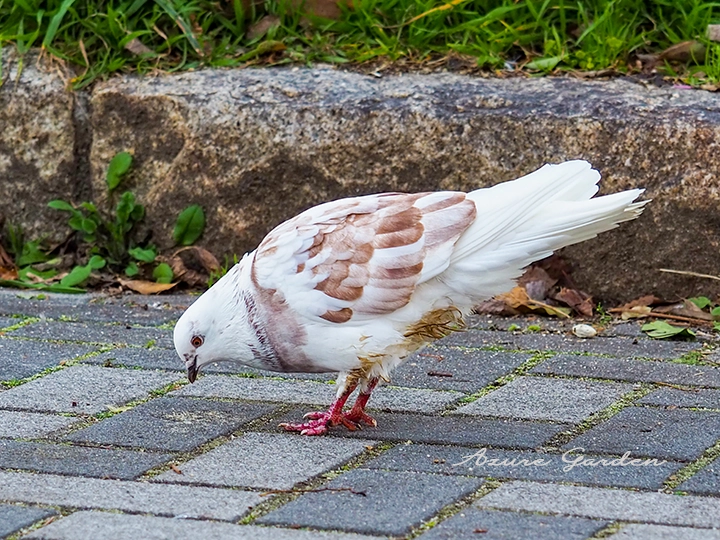 公園でよく見かける白いドバト