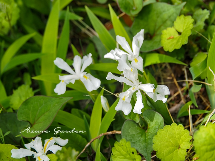 シロバナイチハツ（白花一初）