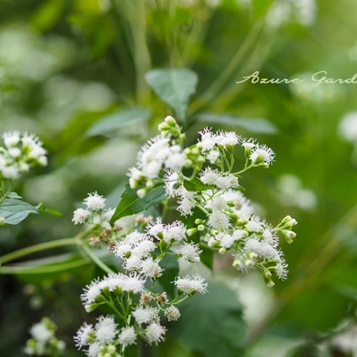 マルバフジバカマ（丸葉藤袴）- White snakeroot