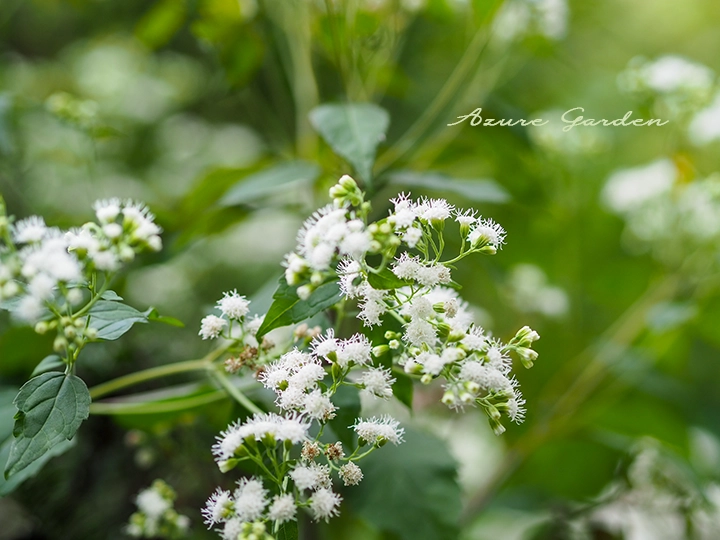 マルバフジバカマ（丸葉藤袴）- White snakeroot