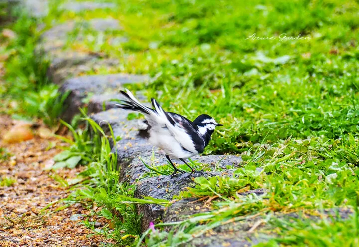 ハクセキレイ（White-wagtail）