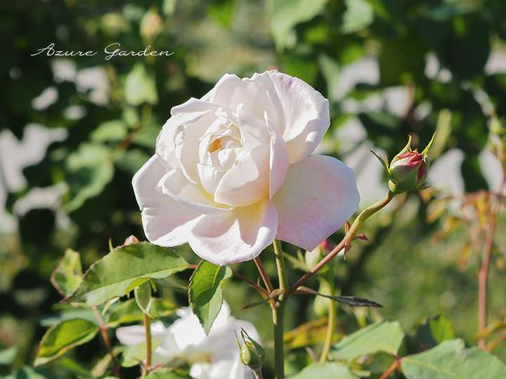 ホワイト セシル ブリュネ（White Cecile Brunner）