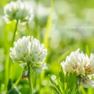 シロツメクサ（白詰草）- White Clover