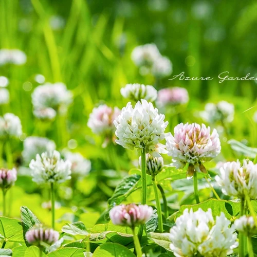 シロツメクサ（白詰草）- White Clover