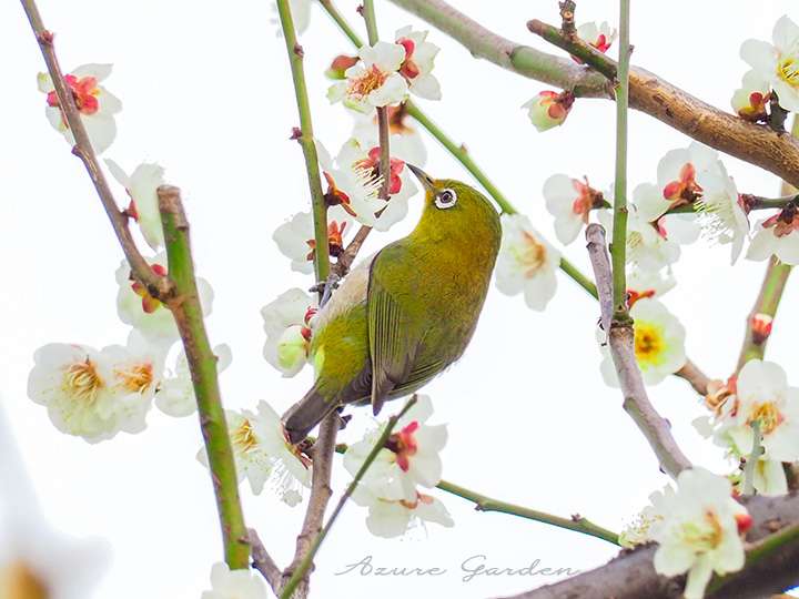 ウメの蜜を吸うメジロ