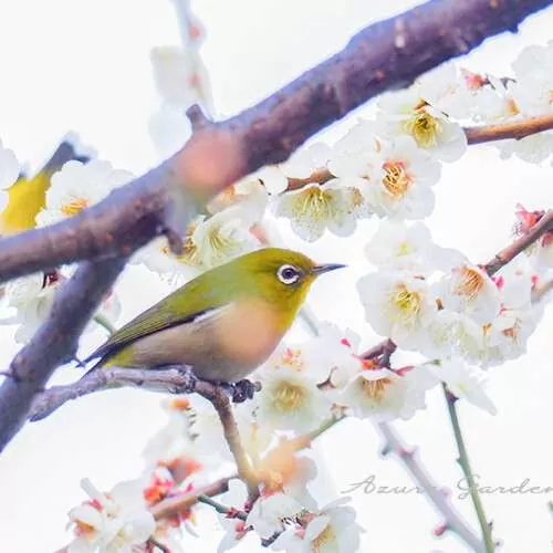 梅の木に止まるメジロ