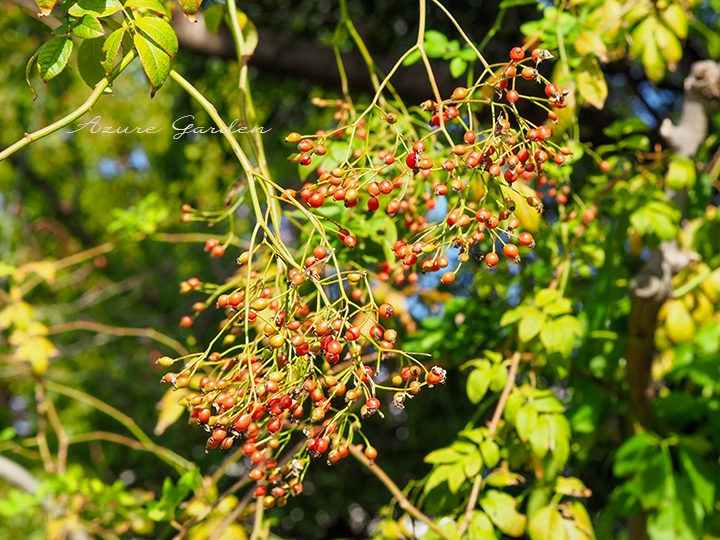 テリハノイバラ（ロサ ルキアエ ウィクライアーナ）
