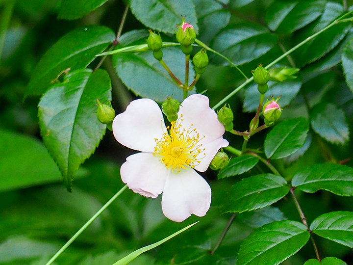 ロサ ルキアエ　ウィクライアーナ ヴァリエガタ（Rosa luciae wichuraiana）