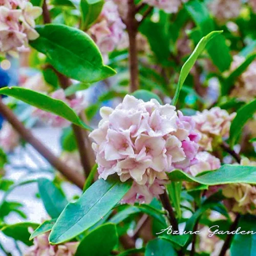 ジンチョウゲ（沈丁花）-Winter Daphne