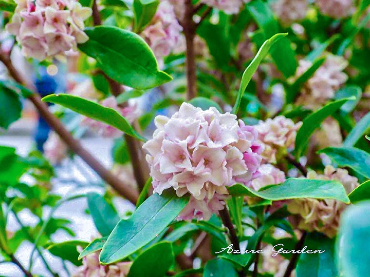 ジンチョウゲ（沈丁花）-Winter Daphne