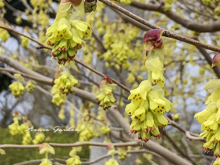 垂れ下がるように咲くトサミズキの花姿