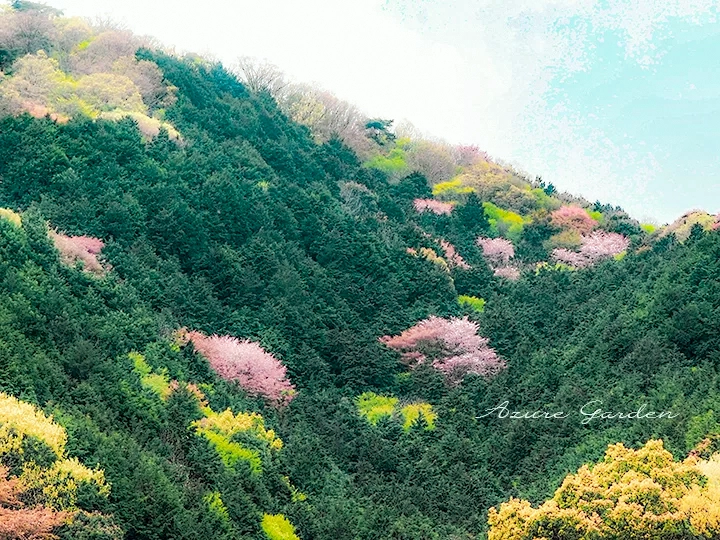 ドライブしていると、山間にふいに現れる春のピンクの景色