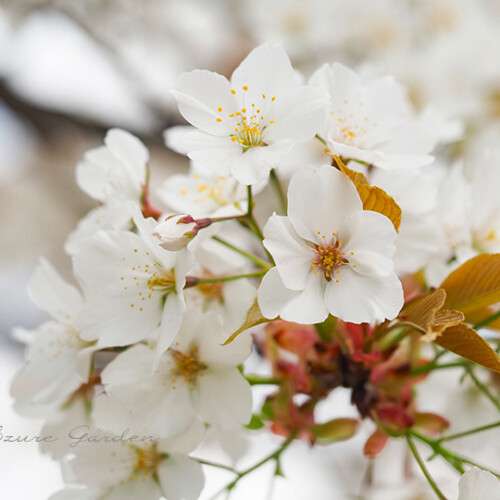 ヤマザクラ（山桜）- 'Yamazakura' sakura