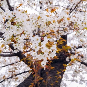 桜と日本文化｜和歌に詠まれたヤマザクラと「もののあはれ」