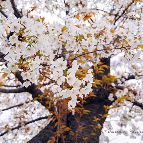 ヤマザクラ（山桜）