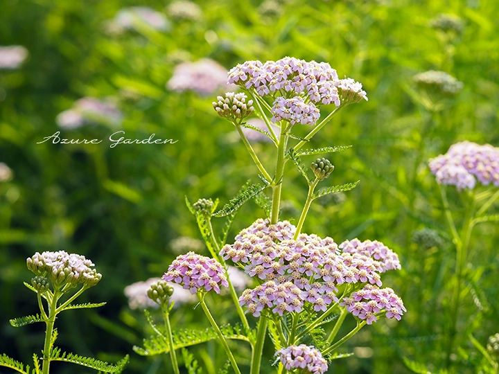 ノコギリソウ（Yarrow）