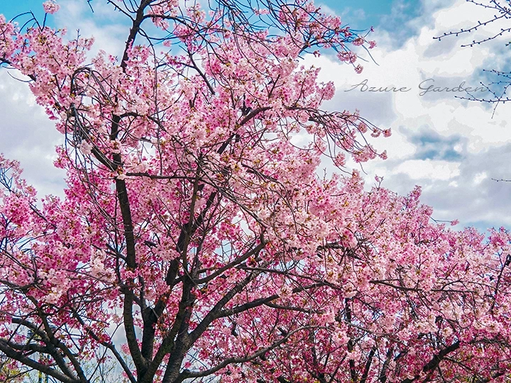 ヨウコウ（陽光桜）の満開の樹形と鮮やかな紅色の花