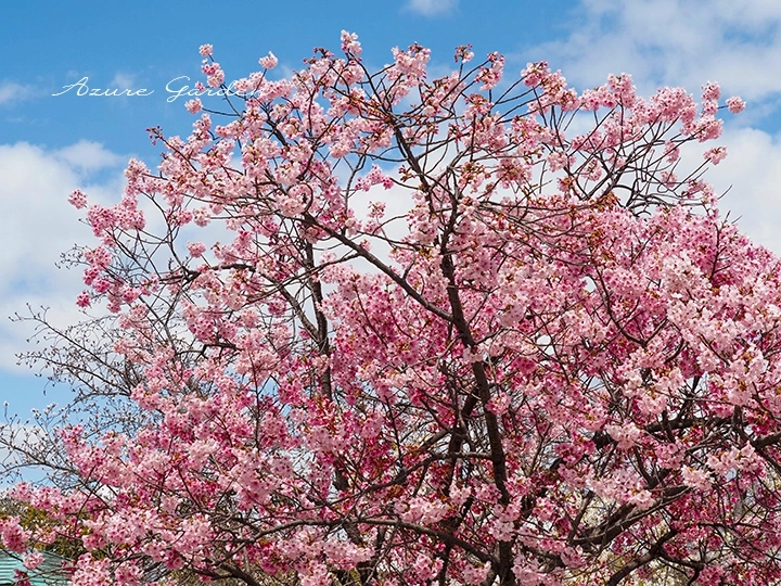 青空の下で咲くヨウコウの花つきの良い枝ぶり