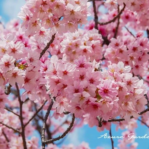 ヨウコウ（陽光）- 'Youkou' sakura