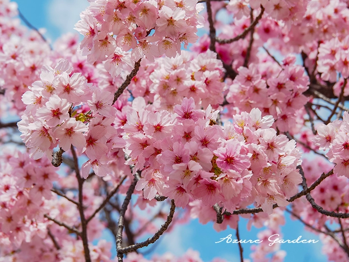 ヨウコウ（陽光）- 'Youkou' sakura
