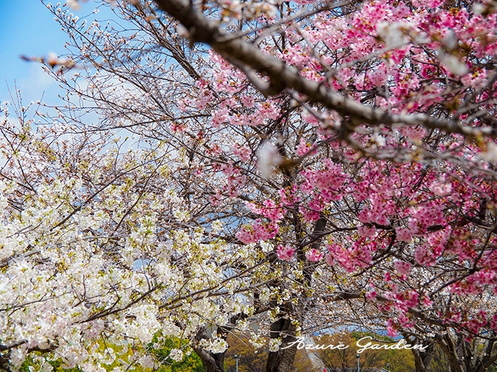 ソメイヨシノ（左）とヨウコウ（右）