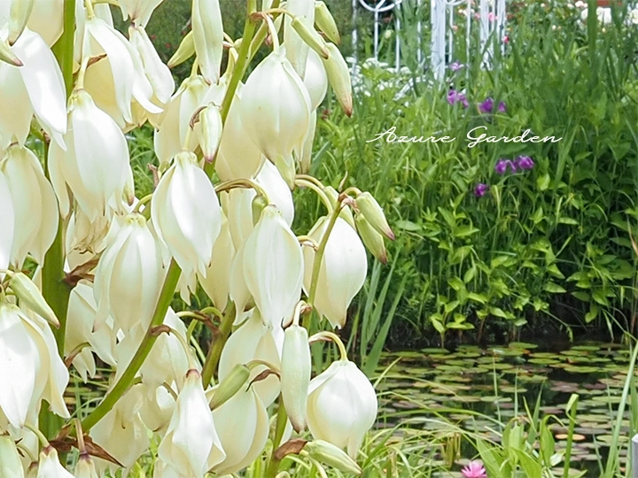 釣鐘形の花をつけるユッカ