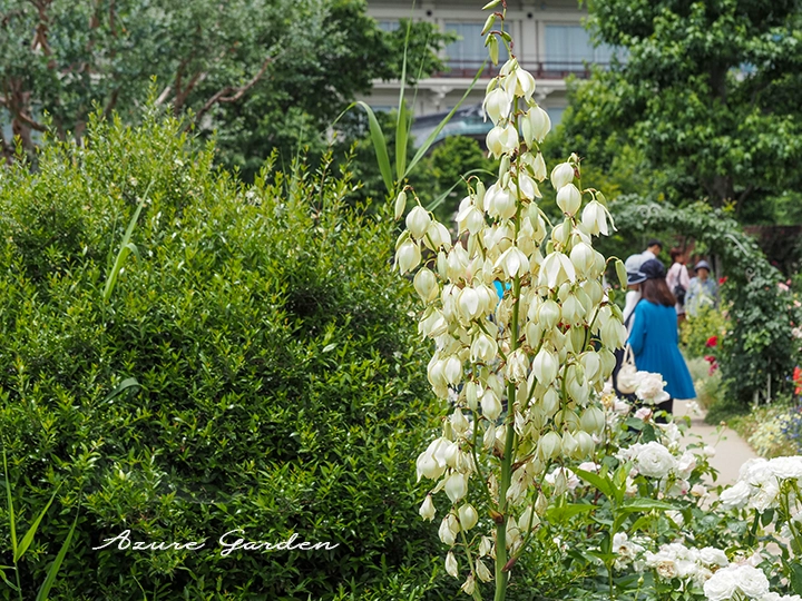たくさんの花をつけるユッカ