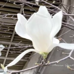 上向きに花がつくハクモクレン（白木蓮）