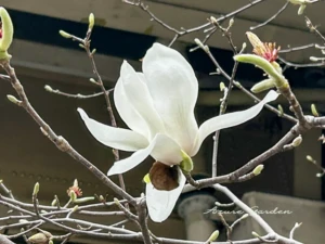 ハクモクレン（白木蓮）
