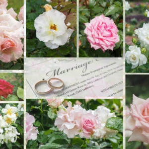 ウェディングちなんだバラの庭 ー ぎふワールド・ローズガーデン