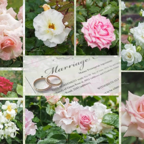 Rose Yumi Garden