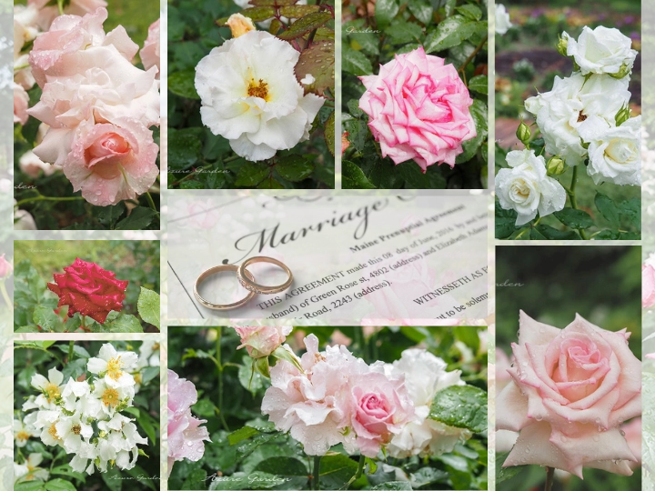 Rose Yumi Garden