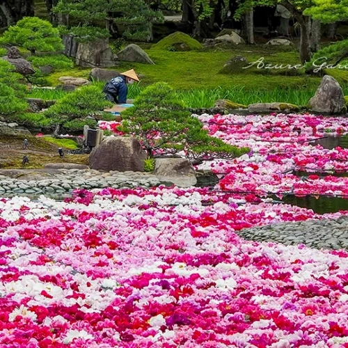 牡丹の季節に訪れた由志園