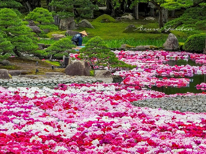 牡丹の季節に訪れた由志園