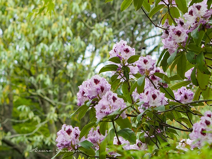 淡い紫のシャクナゲ（石楠花）