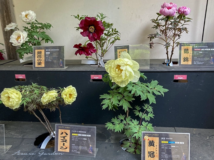 職人の手入れによって育てられた牡丹の品種展示
