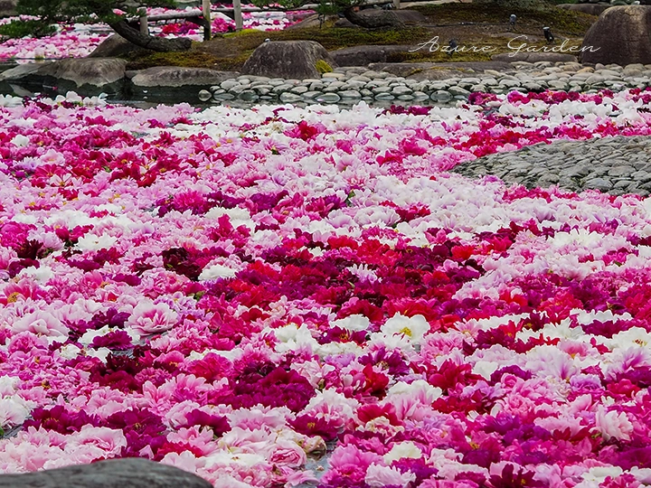 牡丹の花で埋め尽くされた由志園の風景