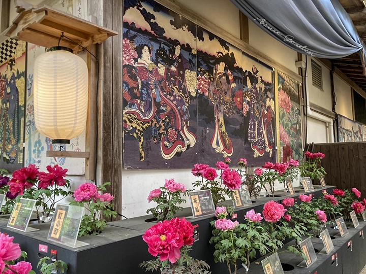 錦絵とともに展示された牡丹の品種展示コーナー