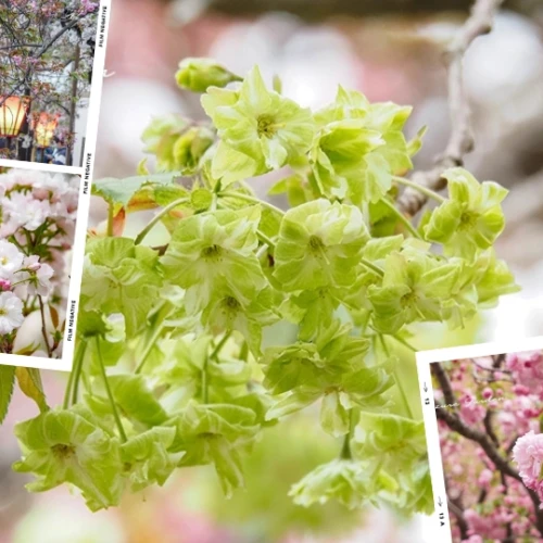 造幣局「桜の通り抜け」2026