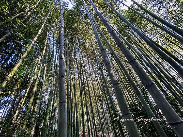 化粧井戸の竹藪