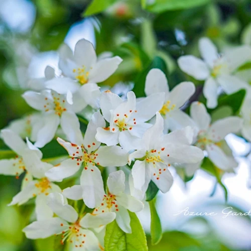 ズミ（酸実）- Japanese Crabapple