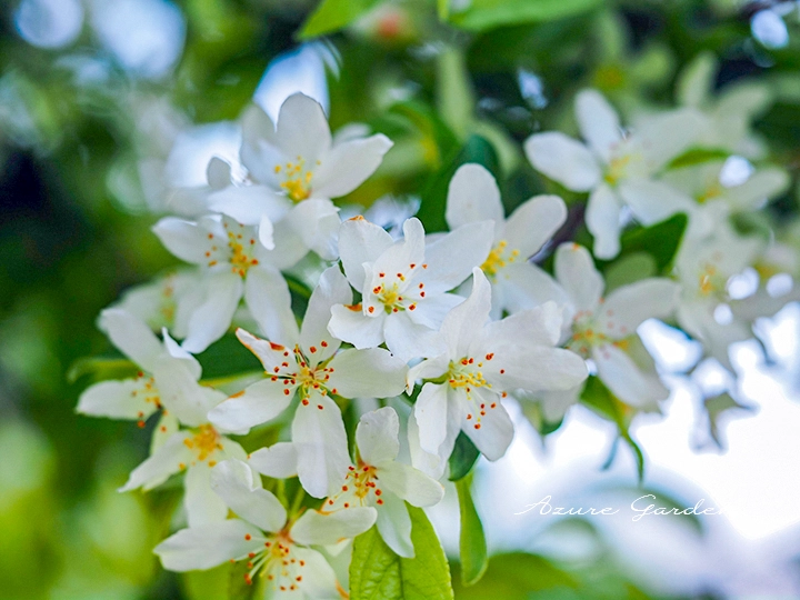 ズミ（酸実）- Japanese Crabapple