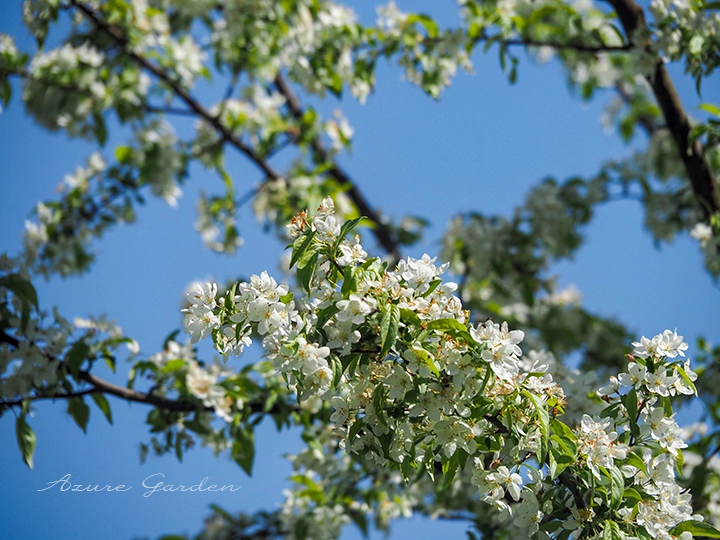 枝先にまとまって咲くズミの花。