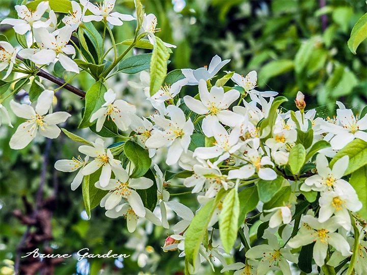 ズミの花。5枚の花びらと黄色い雄しべが印象的です。